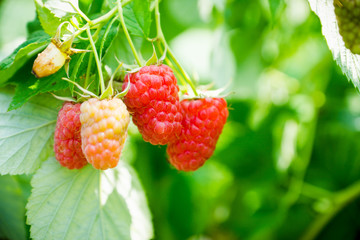 Branch with ripe raspberry in the garden. Selective focus. Shallow depth of field.