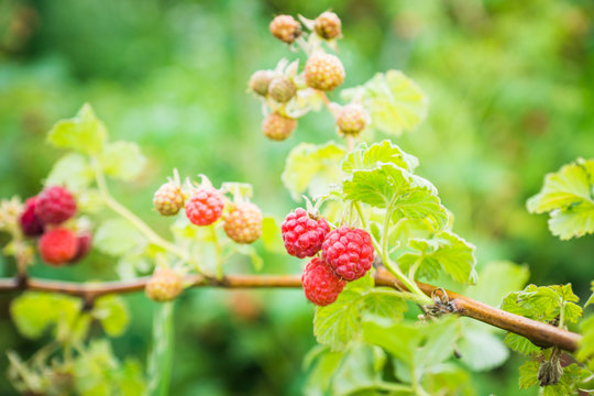 Branch with ripe raspberry in the garden. Selective focus. Shallow depth of field.