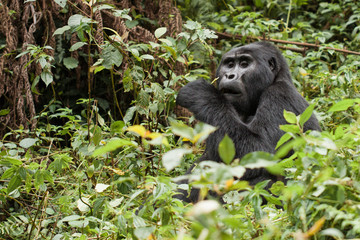 Gorilla beringei beringei montagna nel parco nazionale Bwindi, a cavallo tra Repubblica Democratica del Congo eUganda