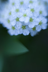 hydrangea