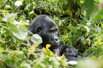 Gorilla beringei beringei montagna nel parco nazionale Bwindi, a cavallo tra Repubblica Democratica...
