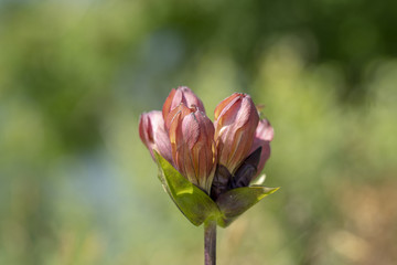 Purpur-Enzian - Gentiana purpurea