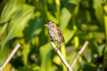 male sparrow standing on the wooden fence in the garden under the sun