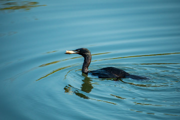 cormorant caught a fish in the river with blue cover from the sky