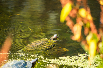 turtle pop up its head out of the water in the pond under the sun