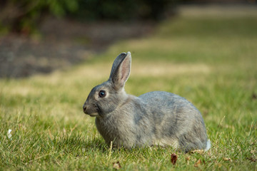 side portrait of grey rabbit sitting on the green grassy ground