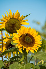 couple yellow sunflowers in the garden under the sun with bumble bees pollinating on the stamen