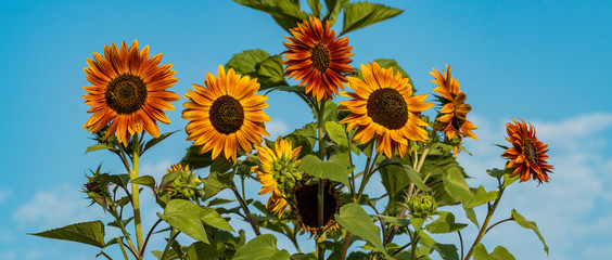 couple orange sunflowers in the garden under the blue sky in panoramic view 