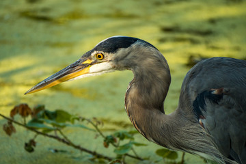 great blue heron patiently waiting in the algae covered pond