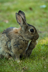brown rabbit licking its rear foot while resting in the shade on the grass