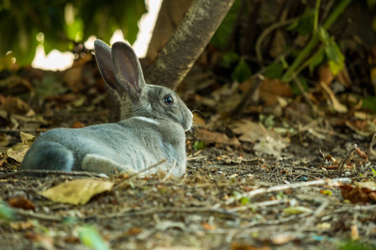 grey rabbit resting in the shade of a tree while back facing you