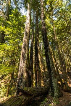 tall and straight trees in the forest with moss covered tree trunk fall besides them © Yi