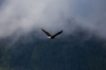 Bald eagle in flight