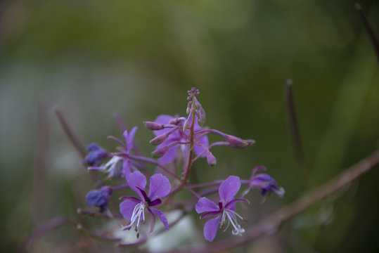 FLOWERS - the willow-herb blossoms