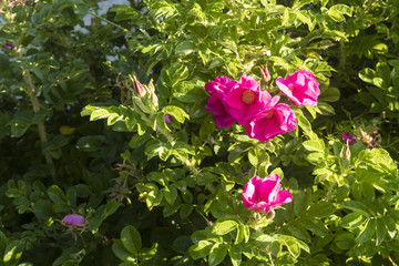 Flowers of rose hip rose.