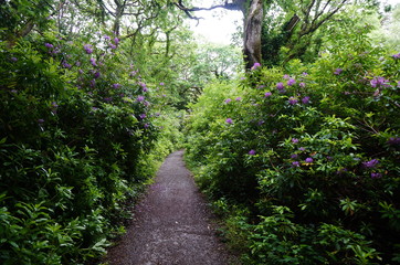 Way in the Forest of Ireland