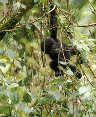 Gorilla beringei beringei montagna nel parco nazionale Bwindi, a cavallo tra Repubblica Democratica del Congo eUganda