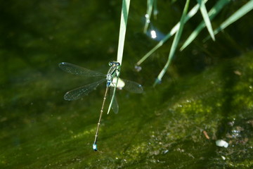 アオモンイトトンボ