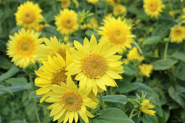 レモンイエローのひまわり