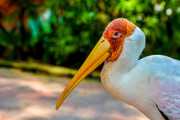 Close up view of The milky stork (Mycteria cinerea) is a medium, almost completely white plumaged stork species found predominantly in coastal mangroves in parts of Southeast Asia.