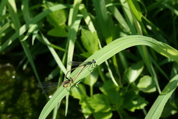 アオモンイトトンボのペア