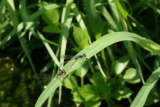 4 Best 青紋糸蜻蛉 Images Stock Photos Vectors Adobe Stock