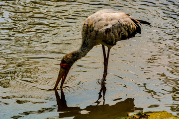 Close up view of The milky stork (Mycteria cinerea) is a medium, almost completely white plumaged stork species found predominantly in coastal mangroves in parts of Southeast Asia.