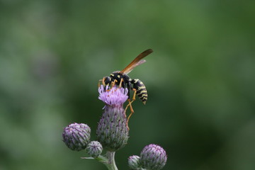 bee
