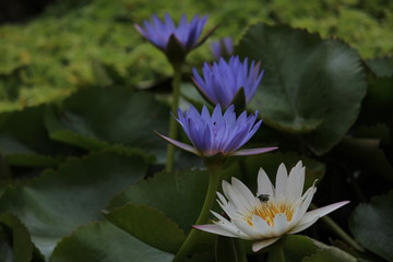 Purple lotus lily in pond