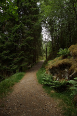 A path in the forest with ferns and gaps