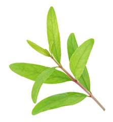 Pomegranate twig isolated on a white.
