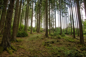 Unterwegs im Wald auf dem Rothaarsteig