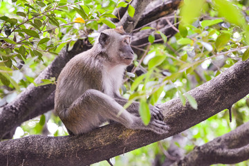 close up view of The crab-eating macaque (Macaca fascicularis), also known as the long-tailed macaque eating plastic bottle