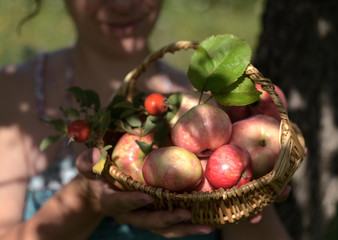 A girl is holding ripe red apples in a wicker basket while picking fruit in the garden.