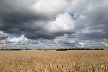 zboże © marsad