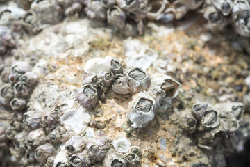 Barnacles on Rocks.