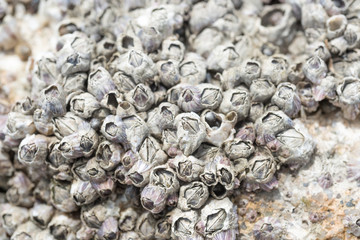 Barnacles on Rocks.