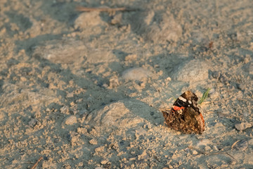 butterfly on the pathway