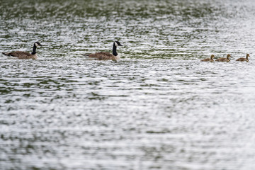 Canada goose family on a lake