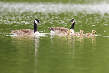 Fototapeta premium Canada goose family on a lake