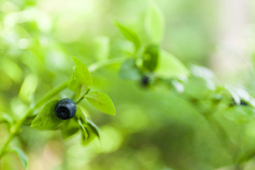 Wild blueberry bush in forest, gourmet antioxidant berry. Copy space for text.