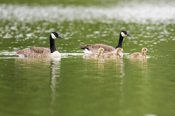 Fototapeta premium Canada goose family on a lake