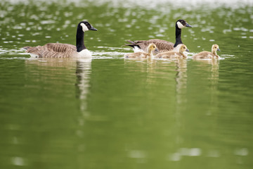 Canada goose family on a lake