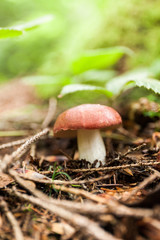 Autumn moss mushroom in forest, brown boletus.