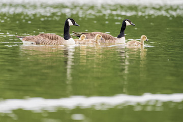 Canada goose family on a lake