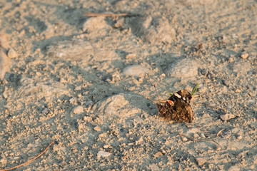 butterfly on the pathway