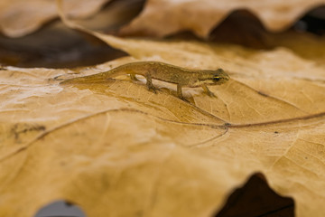 Freshly metamorphosed common newt on leaf litter