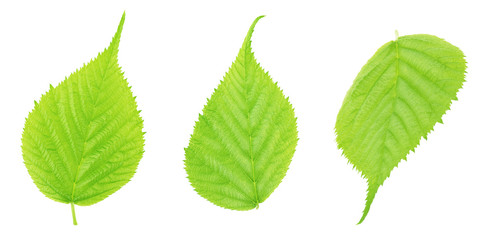 Set of blackberry leaves isolated on a white.