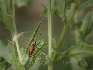 stinky bug around the meadow