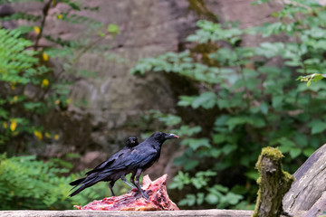 Carrion crow on a tree stump